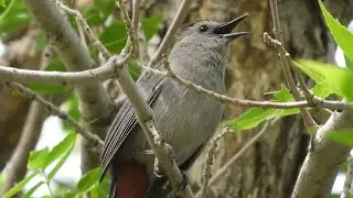 Gray Catbird Call - North Dakota