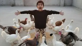 How To Feed Birds || How to Care Bird At Home || Pet House || Pet Birds || Bird Vlog Palistan