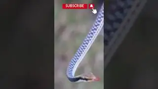 Most Beautiful Snake | Common Bronzeback Tree Snake #snake #animals #viral #animallover #nature