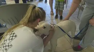 200 pets in just 48 hours | Harris Co. Animal Shelter offering $10 adoptions due to overcrowding