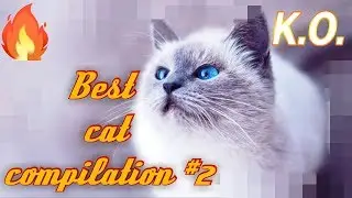 Best funny cat compilation😻*2//cute cat//funniest