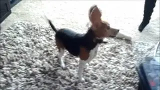 Beagleface Doesn't Like Being Wet