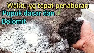 Cara dan waktu yg tepat penaburan pupuk dasar dan dolomit pada lahan agar hasil maksimal