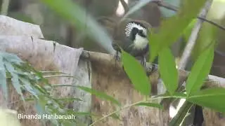 Birds of Northeast India. Snowy throated babbler. Namdapha National park. 