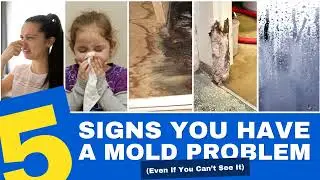 Mold Problem Solutions in San Diego by Gold Coast Flood Restorations