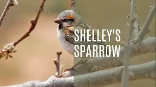 Shelley's Serenade: Passer shelleyi's Melodic Whispers | Sounds of Nature For All 786