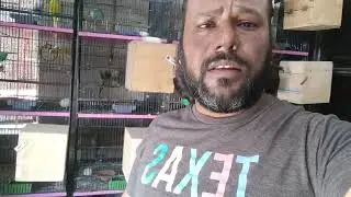 How To Serve Vegetables & Loosan to Your Birds & Best Supplement in Cheap Price