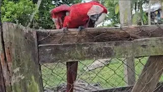 Kwakwani Village in Guyana part 2 ​⁠ ​⁠ #guyana #vlogging ​⁠@ClintAndreVlogs ​⁠@PhilipVlogsMD