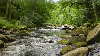 Natural River Sounds | Relax, Focus, and SleepBetter