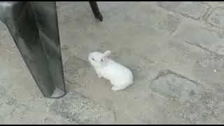 cute rabbiy running video