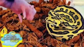 My Snake Collection 2022: Feeding Edition