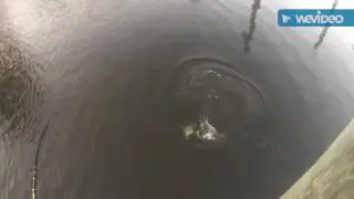 Topwater Jack