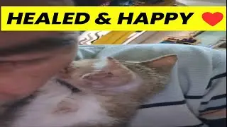 Stray Cat Whisperer 😻 | Piddu&rsquo;s Transformation: From Street Struggles to Safe Love