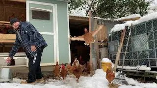 Como esta el huerto y gallinero en el frio (nevada)