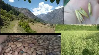 Aj Dal (pulses) Ke Bijaye Kar Rha Ha // Ghas Ke ktae Abe Krne Ha #flyingbirdhimalya #youtubevloggers