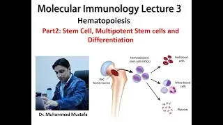 Hematopoiesis | Stem cells | Multipotent stem cells |  Lecture 3 Part 2 | Molecular Immunology