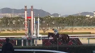 2023 京都記念 ゴール板目の前での現地映像  エフフォーリア心房細動で競争中止し電撃引退