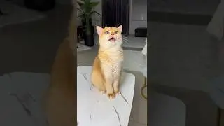 When the cat cooked dinner for you&hellip; #cat #cats
