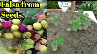 How to Grow Falsa From Seeds || Grow Asiatica Plant from Seeds | Rose Gardening / Saddam Hussain