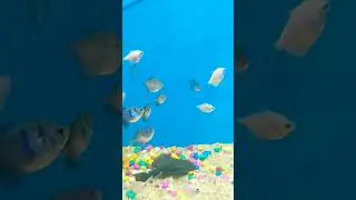 #23 Binny Mill Underwater Fish Aqua Tunnel Exhibition 2023 🐟🐠 | National Consumer Fair Bangalore