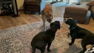 Mozzie, Peanut and DoLo playing.  Guess who is who....