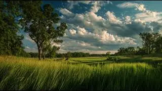 Peaceful Sky and Green Grass Animation 🌿 | Relaxing Nature Video