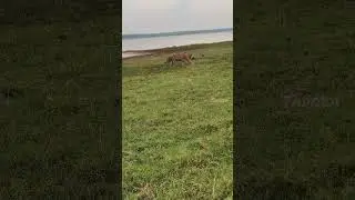 #tadoba tiger Paras #shorts