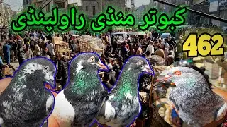 462 | Kabootar Mandi Rawalpindi | Latest Update High Flyer Pigeon  Price 22/3/2025 | Teddy Kabootar