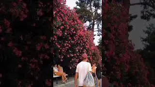 The largest oleander🌸|#respect #viral #shortvideo #amazing  #flowers #oleander