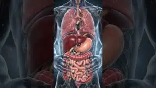 Human Torso Anatomy | Internal Organs & Ascaris Worms | Medical Animation 3D