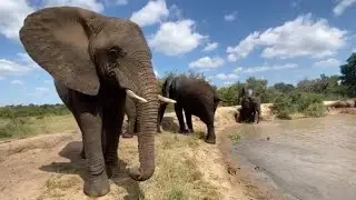 How to Identify the Biggest, Oldest Female Elephant in the Herd - This is Setombe