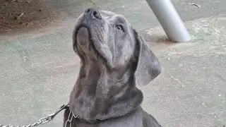 ADDESTRAMENTO CANE CORSO LEON, PRIMI PASSI ...