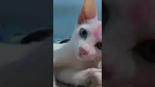 snowby ❤️✨️❤️