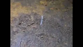 20111002 Cave Bristletail