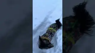 НАШ ЙОРК НА СНЕЖНОЙ ПРОГУЛКЕ #йорк #зима #зимняясказка #animals #cute #nice #йоркширскийтерьер