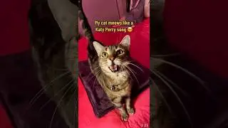 My Cat Singing Katy Perry&rsquo;s &ldquo;Dark Horse&rdquo; 😻 #aurorathecat #singingcat #cats #crabbledabble #cat