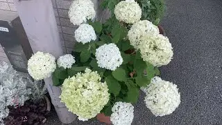 Beautiful white Hydrangea Plants | Mel Flores | アジサイ | Million million Flower Plants | Be ben