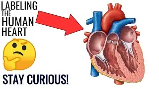 Labeling the Heart | Stay Curious