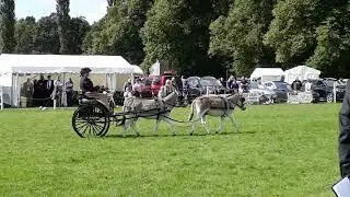 Guildenstern leads Inspector Hound as a tandem in the horse carriage driving at Chatsworth.