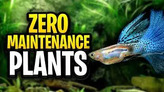 7 True Zero-Maintenance Aquarium Plants! (No CO₂, No Trimming Required)