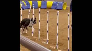 Dog show | Agility course #shorts #dogagility #course #greatestdog #ladygaga