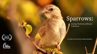 Documentary &bull; Sparrows: Bearing The Brunt of Human Endeavour