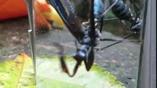 2020 02 Mantispidae no espelho PNTijuca