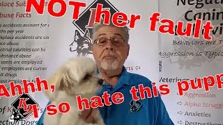 5 Easy Things You MUST Teach Your New Puppy
