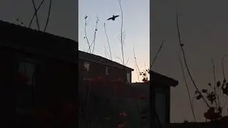 Colibri