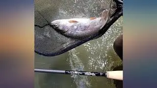 Moonshine Rod Co. The Epiphany Series (Euro//Czech Nymph Style) Fly Fishing Rod review