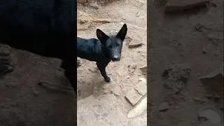 # Tere Bina# Yadav ki Chadar# love song# cute dog# hot video