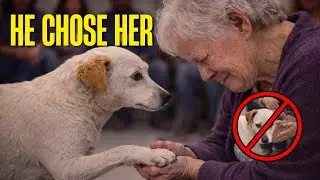 The Scared Dog Chose HER HAND | The Story That Surprised Everyone