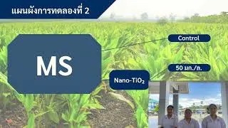 การศึกษาผลของ Benzyladenine, Thidiazuron, Kinetin ต่อการเพิ่มจำนวนต้นไพล และผลของอนุภาคNano- TiO₂
