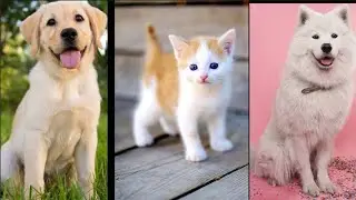 Funniest Animals -Best Of The 2022 Funny Animal Videos -4 mercy dog